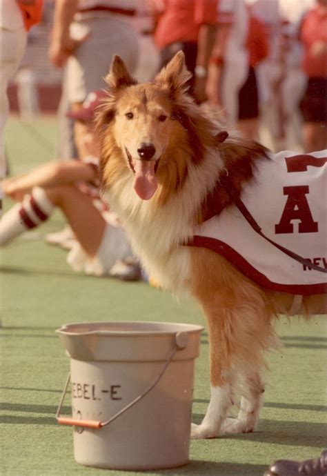 Texas A&M Mascot Drawing - Drawing Word Searches