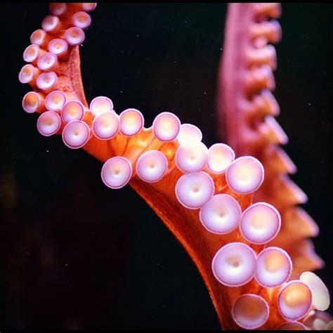 National Aquarium, Baltimore | angela n. | Flickr