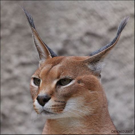 Animals With Long Ears | noonaday