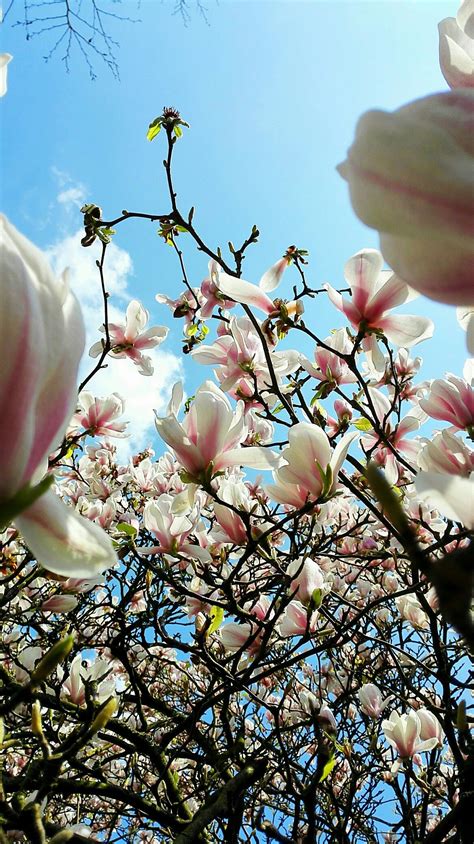 Magnolia in spring. Magnolia, Amazing, Plants, Magnolias, Plant, Planets