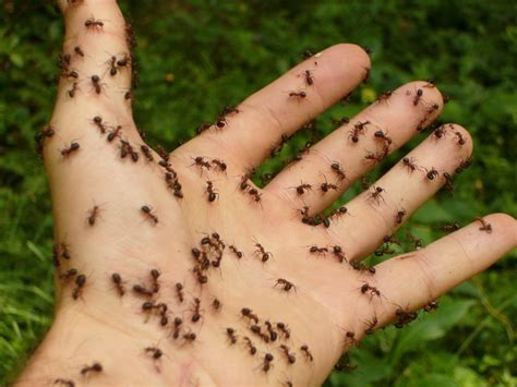 How Do You Stop an Ant Infestation? - Exterminator Cambridge