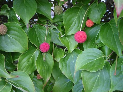 Cornus kousa (Chinese Dogwood, Japanese Dogwood, Kousa Dogwood) | North Carolina Extension ...