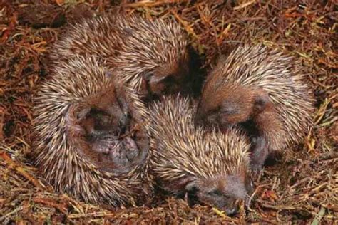 Do Hedgehogs Hibernate? (Signs Of Hibernation Vs. Sickness)