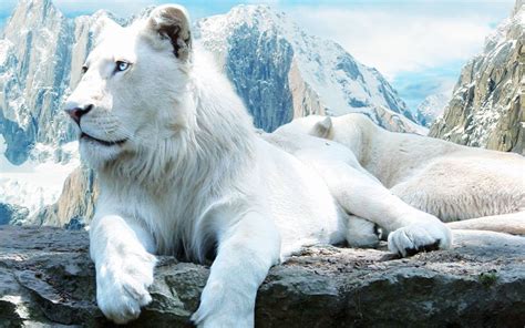 Wallpapers HD White Lion - Wallpaper Cave