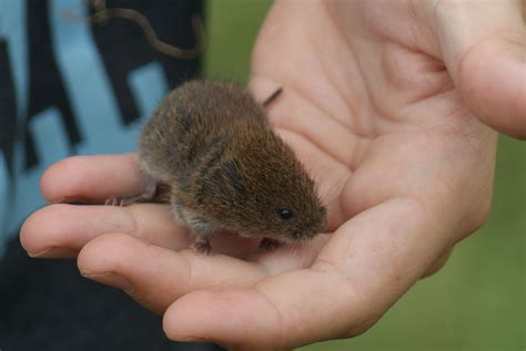 Field Vole | British Wildlife Wiki | Fandom powered by Wikia