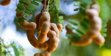 What Is Tamarind Fruit? Benefits, Nutrition Recipes, Side Effects - Dr. Axe