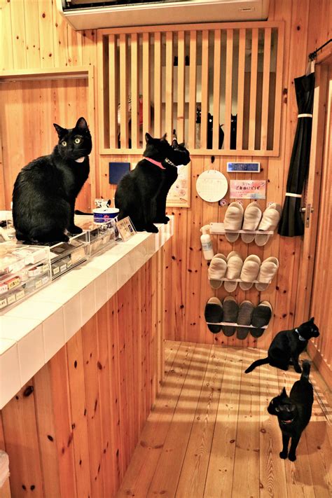 Nekobiyaka - Himeji black cats cafe on Behance