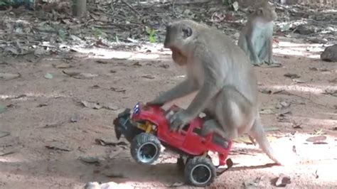 How To Make Fun With Monkeys - Everyday Monkey Funny Videos - YouTube