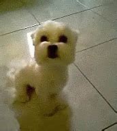 Cute Dog GIF - Cute Dog Smiling - Discover & Share GIFs