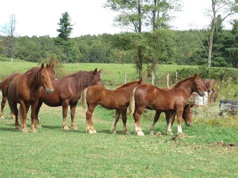 Suffolk Punch Horses for Sale | Horses, Suffolk punch, Most beautiful ...