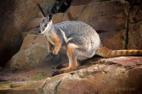 Yellow-footed rock wallaby : Bristol : 22 Sep 2015 - ZooChat