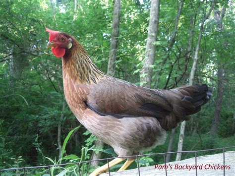 Pam's Backyard Chickens: The Leghorn Chicken - Breed Spotlight