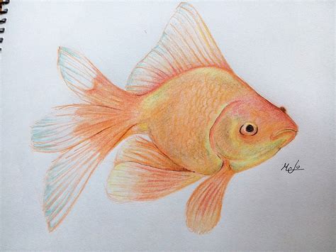 Pez Dorado De Rio Dibujo - Urema Nacor