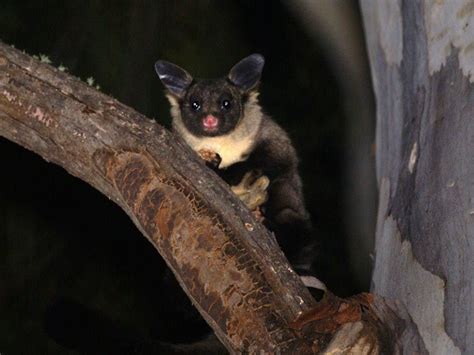 The yellow-bellied glider, also known as the fluffy glider in Far North Queensland, is a member ...