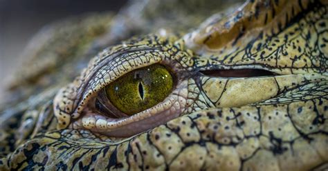 Brown Viper Snake · Free Stock Photo