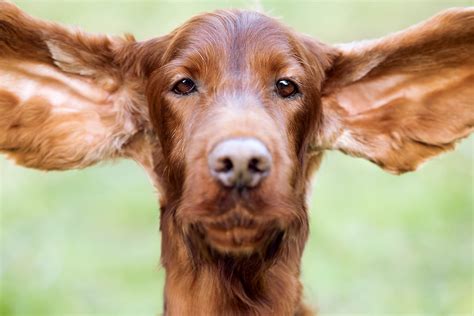 Dog Man Ray describes a dogs hearing in detail