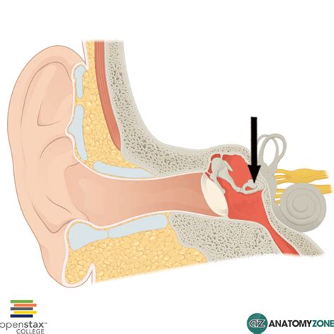 Stapes (ossicle of ear) • Nervous System • AnatomyZone