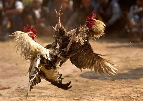 la fine del pollo – un’agente è stata uccisa durante un combattimento ...