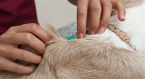 Vaccinations for Pets | North Pole Veterinary Hospital