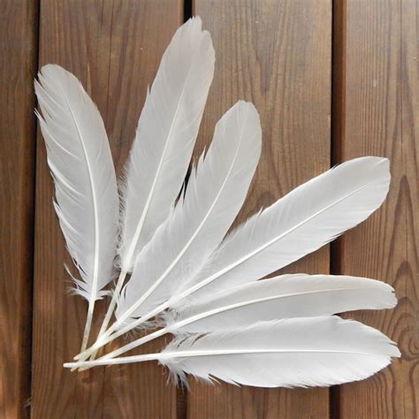 Swan Feather - Etsy