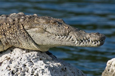 File:Biscayne American Crocodile NPS1.jpg - Wikipedia