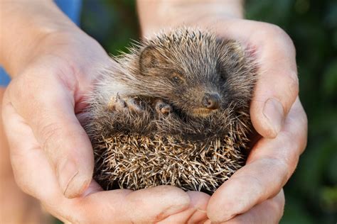 Hedgehog Weight Problems | What is a Healthy Weight for a Hedgehog?