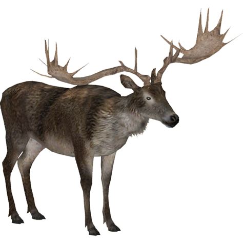 Moose, elk PNG