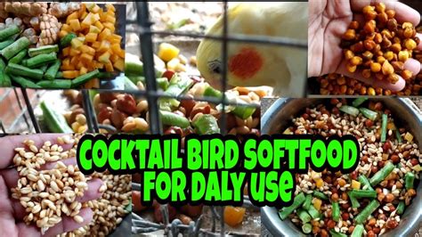 Cocktail bird softfood for daly use - YouTube