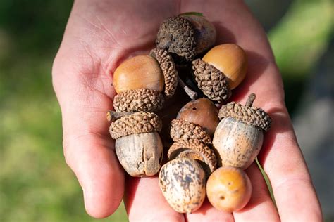 The Surprising Truth About Acorns and Oak Nuts - You Won't Believe the Difference! | Regretless