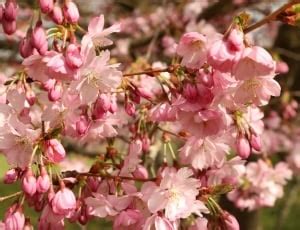 Japan, Cherry Blossoms, Spring, Flowers, flower, backgrounds free image | Peakpx