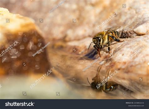 2,168 Killer bee Images, Stock Photos & Vectors | Shutterstock