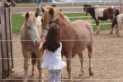 A Must Do Family Day: Mulberry Lane Farm