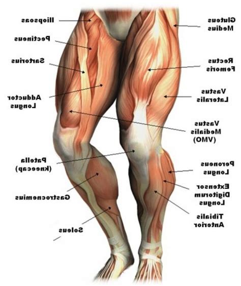 Leg Muscle Anatomy Chart | amulette