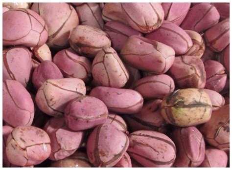 Kola Nut (Obi Abata): Uses and Benefits - Royac Shop