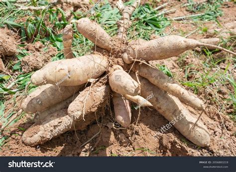 Cassava Roots That Farmers Dig Sale Stock Photo 2056883219 | Shutterstock