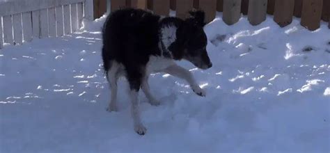 9 Working Tips to Protect Your Dog’s Paws in Winter from Ice, Snow and Salt