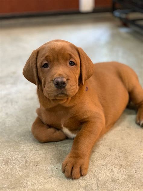 Fox Red Labrador puppy | Cute lab puppies, Fox red labrador puppy, Fox red labrador