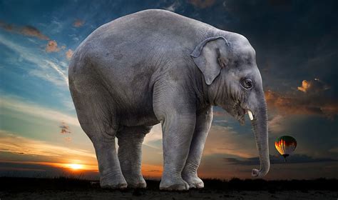 grey, elephant, stands, green, grass field, blue, sky, sunset, CC0 ...