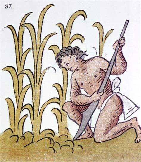 Aztec Farming Nan Aztec Farmer Cultivating A Cornfield Line Drawing ...