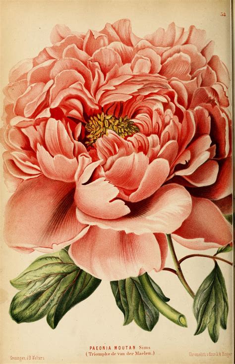 Vintage Floral Art Prints