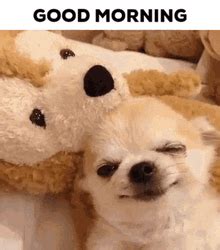 Good Morning Puppy GIFs | GIFDB.com