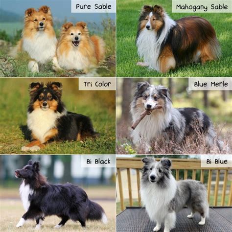 The Six Sheltie Colors | Sheltie Planet