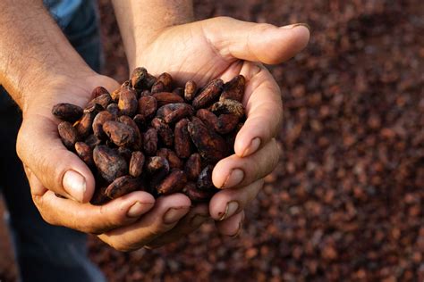 Environmentally Friendly Practices To Boost Cocoa Production In Ghana ...