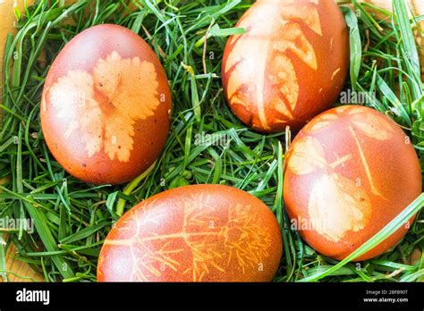 Traditional Easter eggs dyed with red onion and decorated with small plant leaves in wooden bowl ...