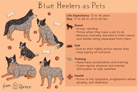 Blue Heeler (Australian Cattle Dog): Full Profile, History, and Care ...