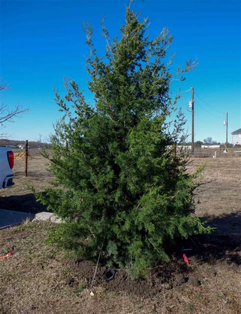 Eastern Red Cedar Tree - Dallas, Texas - Treeland Nursery