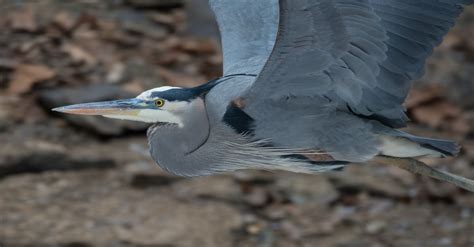 Free stock photo of flying, Great Blue Heron