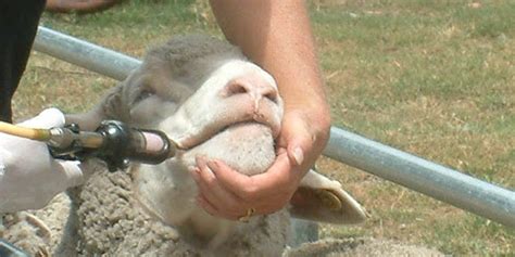 Sheep drenching 3 - Sheep Central