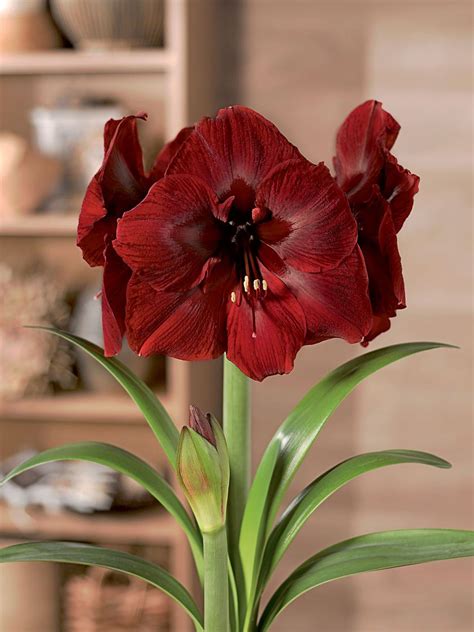 Potted Amaryllis for Sale, 4 Varieties in Birch Pots | Gardeners.com ...