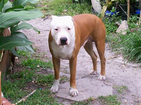 American Pitbull Terrier Breed Guide - Learn about the American Pitbull ...